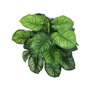 calathea orbifolia PNG.png