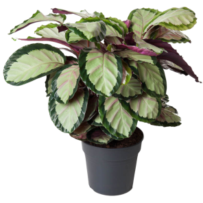 Calathea roseopicta Silvia.png