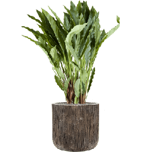 Calathea Toef in Luxe Lite Universe Waterfall Cilinder 1.png