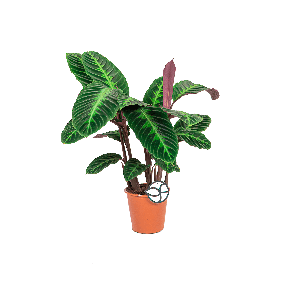 CALATHEA WARSCEWICZII LOGO_WEB.png