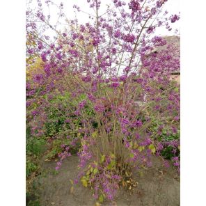 Callicarpa bodinieri 'Profusion'.jpg