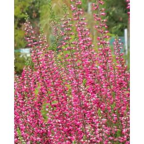 calluna-vulgaris-selly-sfeer_4c8e23.jpg