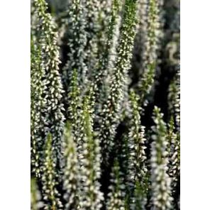 calluna-vulgaris-verenka-sfeer_3b450f.jpg