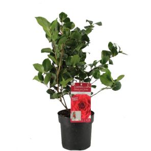 camella-japonica-lady-campbell_13c0ab.jpg