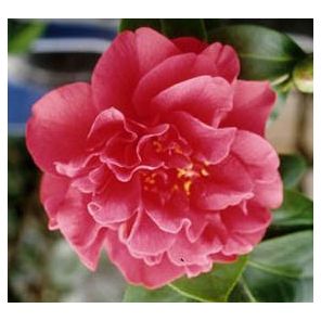 camellia-japonica-ack-scent-sfeer_6fd84c.jpg