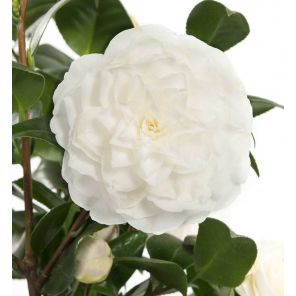 camellia-japonica-alba-plena-close_54a0ed.jpg