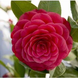 camellia-japonica-black-lace-close_7a7766.jpg