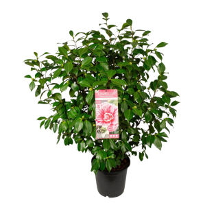 camellia bonomiana.png