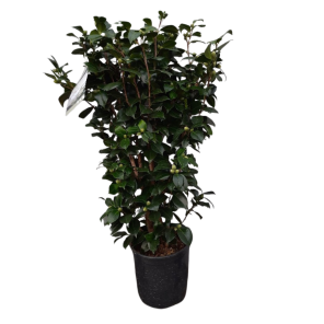 camellia centifolia alba  .png