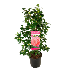 camellia Marie Bracey.png