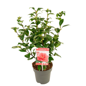 camellia mary williams.png