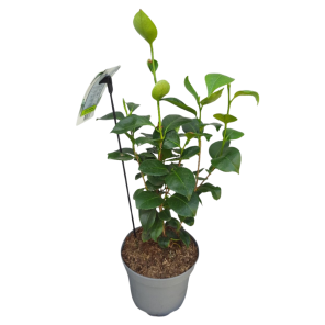 camellia powder puff  .png