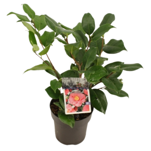 Camellia R.L. Wheeler.png