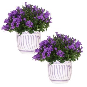 Campanula Addenda Ambella Intense purple in Granada1.jpg