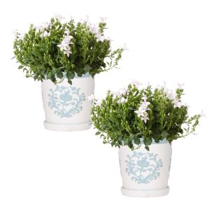 Campanula Addenda Ambella White 2x.jpg