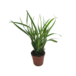 carex-morrowii-ice-dance.png