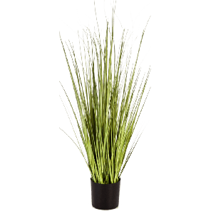 Carex PNG.png