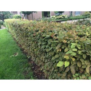 carpinus-betulus-haag.jpeg