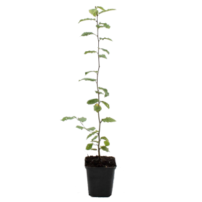 carpinus-betulus-haagbeuk.png