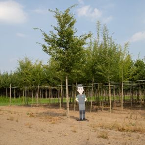 carpinus volgroied.jpeg