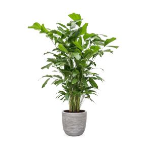 caryota-mitis-large-capi-nature-egg-planter-rib-35_2a66cc.jpg