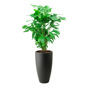 Caryota Mitis M in Elho Pure Soft High 30 cm - antraciet.png