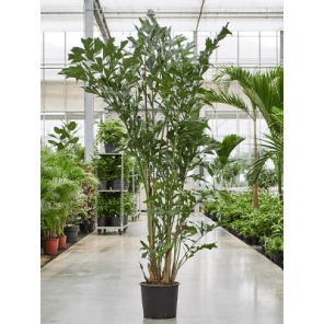 caryota mitis xxxxl.png