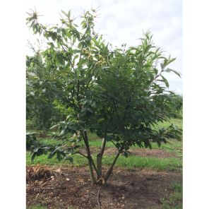 castanea Sativa - meerstammig.jpeg