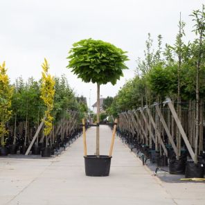 catalpa-volgroeid_1cff76.jpg