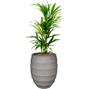 CC0042095-medium.png