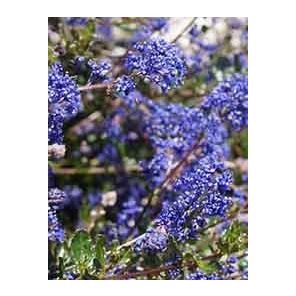 ceanothus-blue-sapphire-sfeer_596bef.jpg