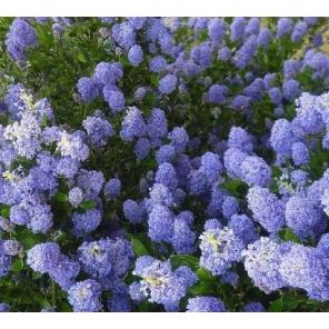 ceanothus-burkwoodii-sfeer_808289.jpg
