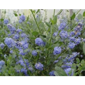 ceanothus-impressus-victoria-sfeer_867e1d.jpg