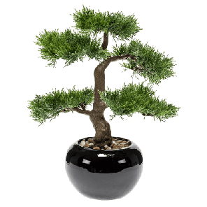 cedar bonsai in pot.png