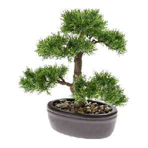 cedar bonsai in schaal.png