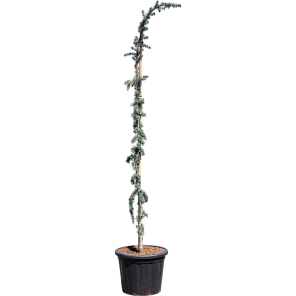 Cedrus libani Glauca Pendula.png
