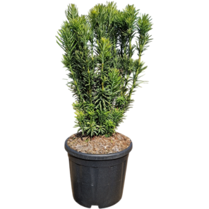 Cephalotaxus harringtonii Fastigiata m.png