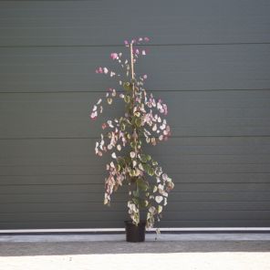 Cercis Canadensis carolina sweetheart.jpeg