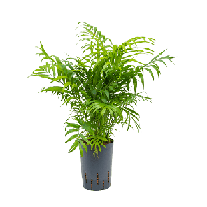 chamaedorea elegans bims s.png