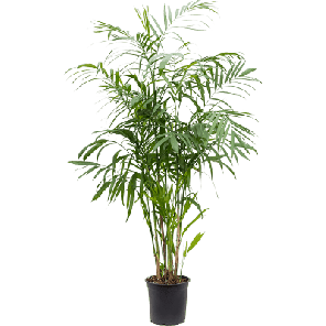 chamaedorea seifrizii m.png