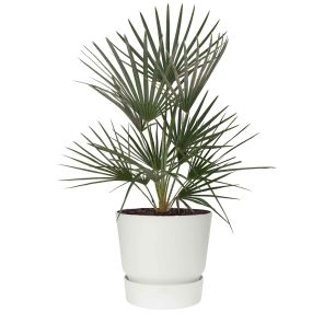 chamarops-humilis-pot-greenville-wit_a6ca20.jpg