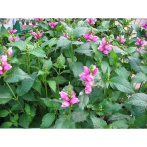 Chelone obliqua.jpg