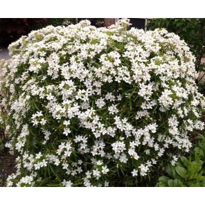 Choisya 'Aztec Pearl'.jpg