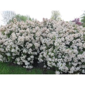 Choisya t. 'Apple Blossom'.jpg