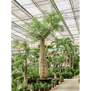 chorisia speciosa xxxx;.png