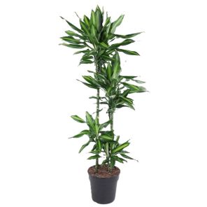 cintho 4-stam.jpg