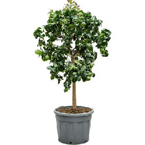 citrus carrubaro xl.png