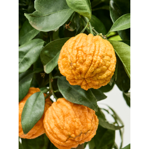 citrus corrugata sfeer.png