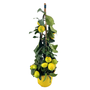 Citrus Lemon piramide.png