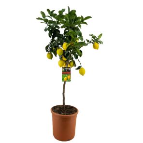 citrus lemon.jpg